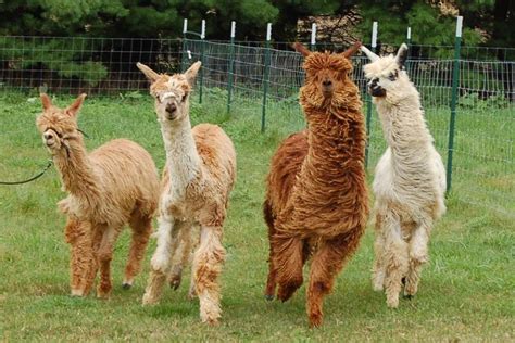 Magic Willows Alpacas: The Perfect Companions for Nature Lovers